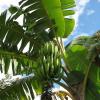 How plantain extract boosts kidney health, sexual functions in men