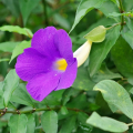 DSC00590